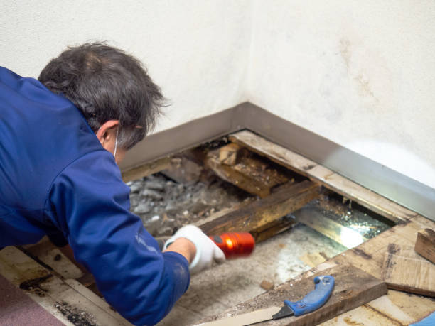 Best Mold Removal Specialists  in Wheeling, WV