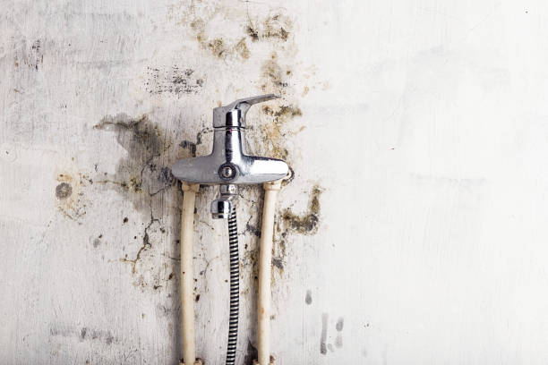 Best Mold Damage Repair  in Wheeling, WV