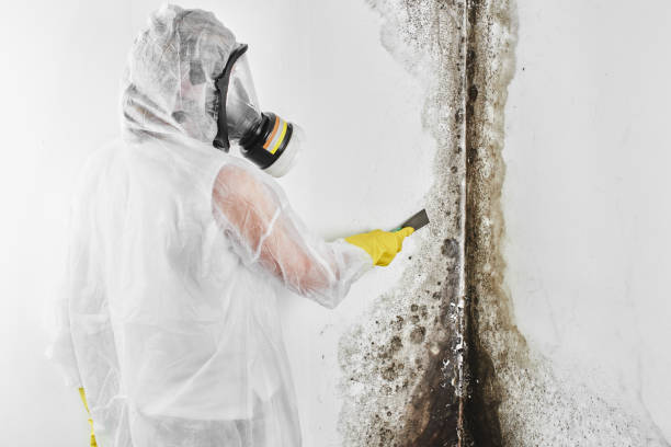 Best Mold Remediation Services  in Wheeling, WV