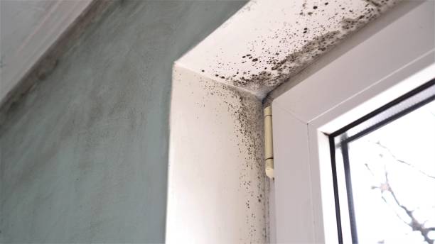 Best Certified Mold Removal  in Wheeling, WV