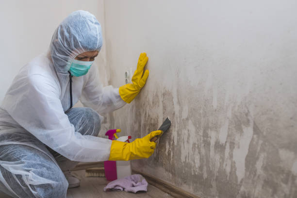 Best Mold Damage Repair  in Wheeling, WV