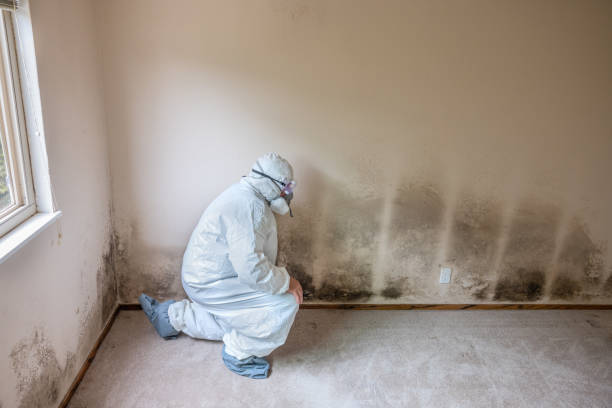 Best Mold Cleaning Services  in Wheeling, WV