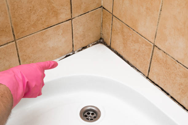 Best Mold Testing  in Wheeling, WV