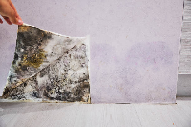 Best Mold Inspection  in Wheeling, WV